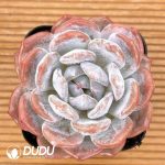 Echeveria Sugar Heart Snow Angel