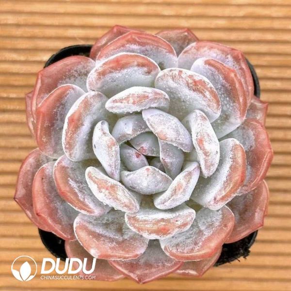 e201-510.jpg Echeveria Sugar Heart Snow Angel - Image 1