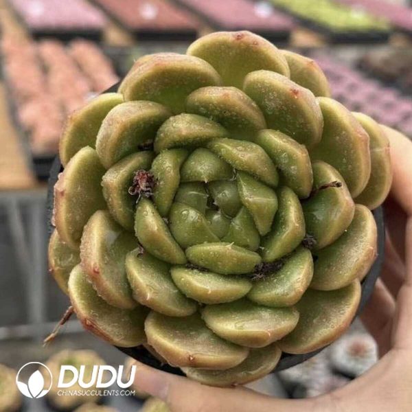 Echeveria Pierrea Jenny - Image 1