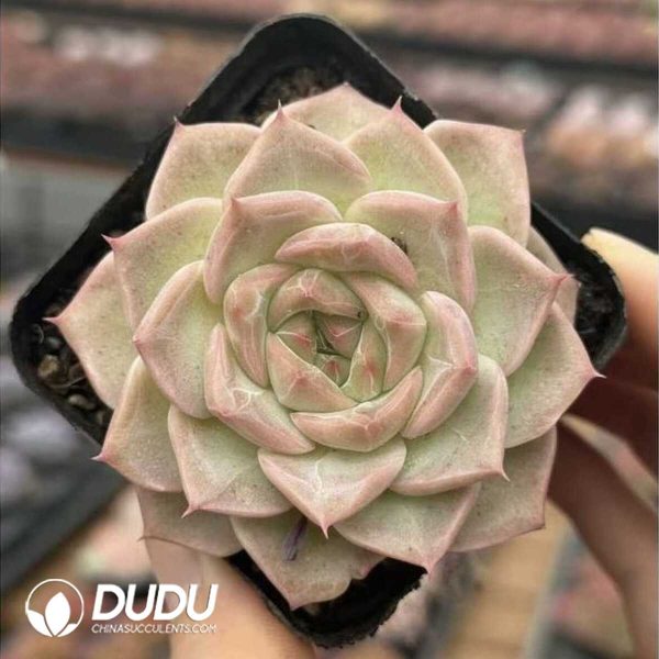 e201-512.jpg Echeveria Rose Love - Image 1