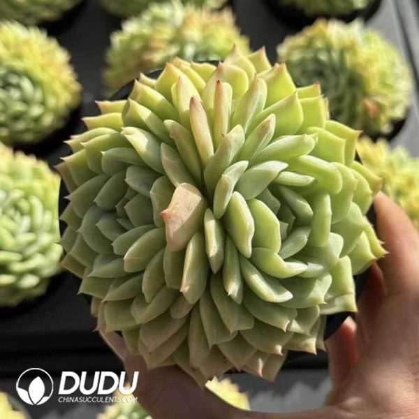 e201-513.jpg Echeveria Lan Guifang Double Head - Image 1