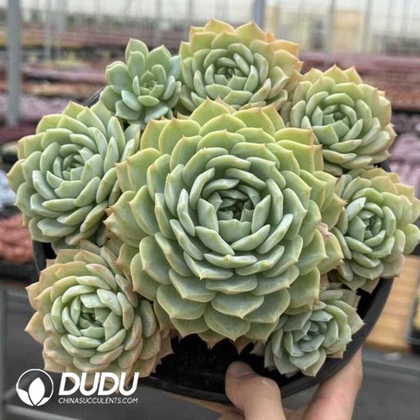 e201-514.jpg Echeveria Lan Guifang Double Clustering - Image 1