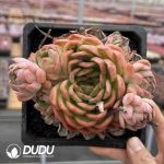 Echeveria Eastern Grouper Clustering