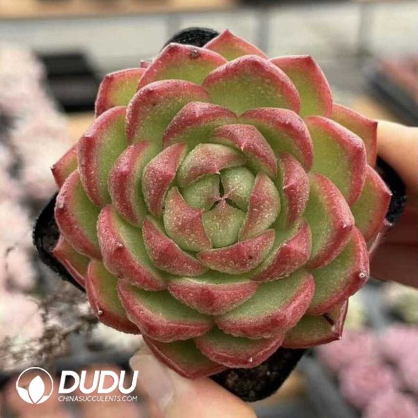 Screenshot Echeveria Moonlight Box - Image 1