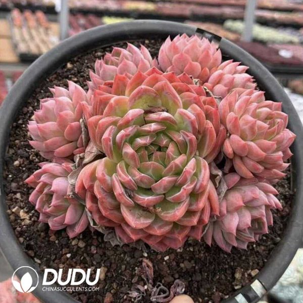 Screenshot Echeveria Hongluan 9 Head+ - Image 1