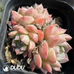 Echeveria Sarang Clustering