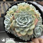 Echeveria Peach Oolong Clustering