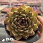 Echeveria Cat's Eye