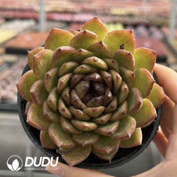 Screenshot Echeveria Cat's Eye - Image 1