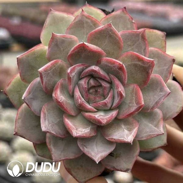 Screenshot Echeveria Spica - Image 1