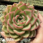 Echeveria Good Catch