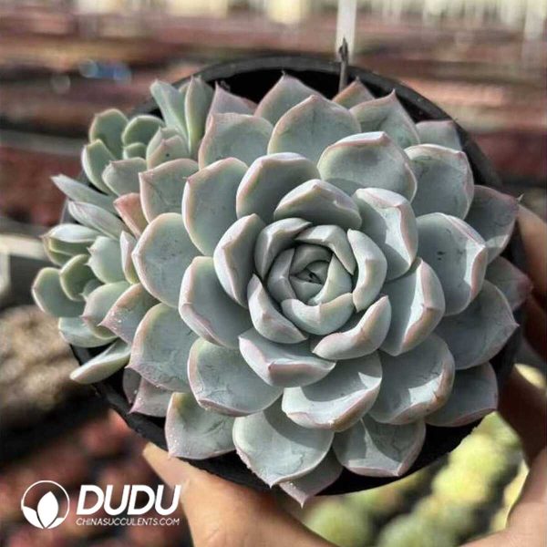 Screenshot Echeveria Xinyue Princess - Image 1