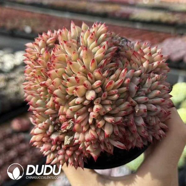 Echeveria Latam Cristata - Image 1