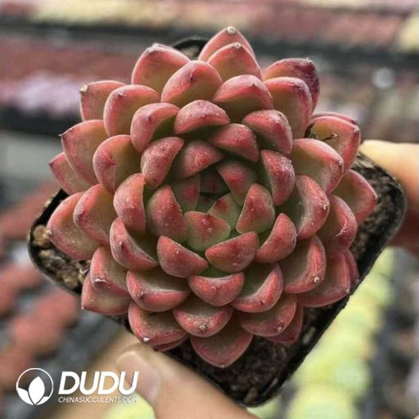 Screenshot Echeveria Night-fragrant Flower - Image 1