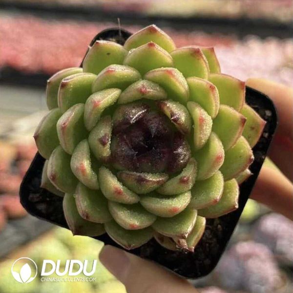 Screenshot Echeveria Sprite - Image 1