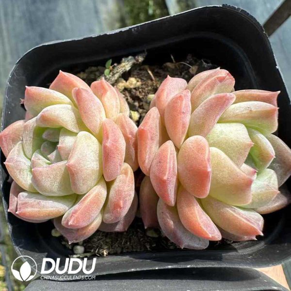 Echeveria Sarang Double Heads - Image 1