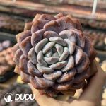 Echeveria Whitey Snow