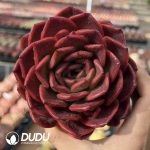 Echeveria Lycoris radiata