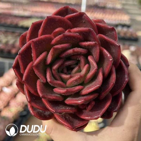 Screenshot Echeveria Lycoris radiata - Image 1