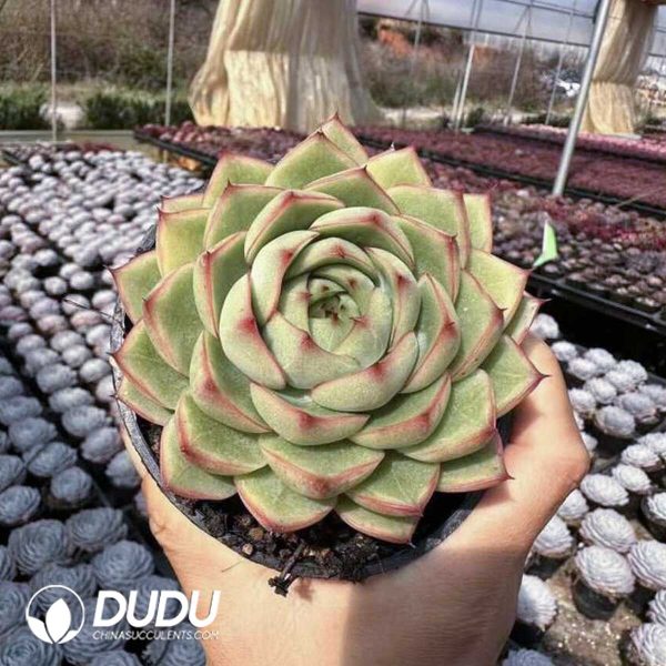 Screenshot Echeveria Yo-yo - Image 1