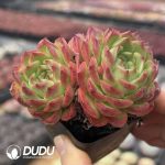 Echeveria Strawberry Cake Double Head