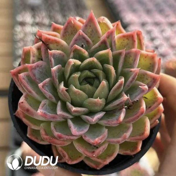 Screenshot Echeveria Yinggu - Image 1