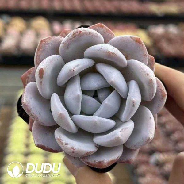 Screenshot Echeveria Schnauzer - Image 1