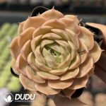 Echeveria Crystal Ansnow