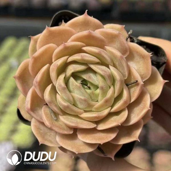 Screenshot Echeveria Crystal Ansnow - Image 1