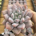 Echeveria Diao Chan