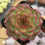 Echeveria Bawang Flower