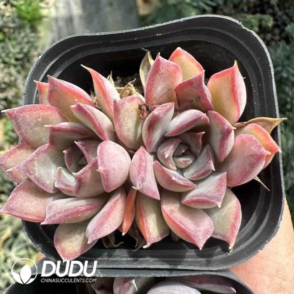 Echeveria Dark Ice - Image 1