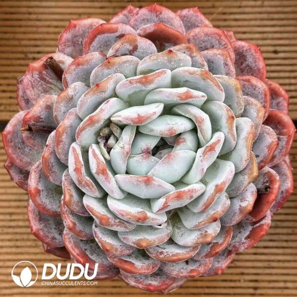 Screenshot Echeveria big mac - Image 1