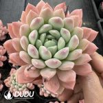 Echeveria Bai Xuelan