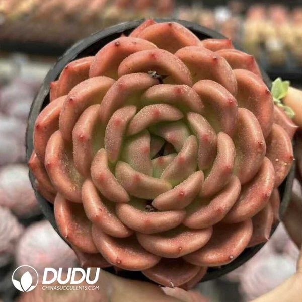 Screenshot Echeveria Invincible Eastern - Image 1