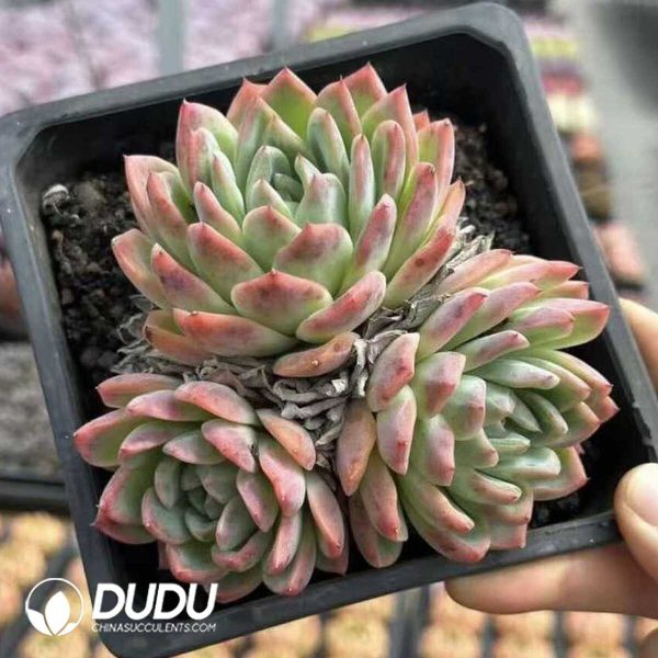 e201-543.jpg Echeveria Pink Daffodil Double Head - Image 1