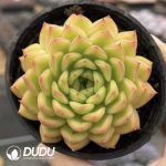 Echeveria Golden Light