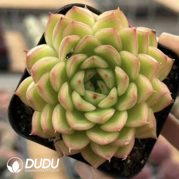 e201-545.jpg Echeveria Golden Light - Image 1