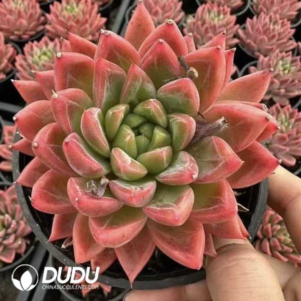 e201-546.jpg Echeveria Red Lotus Platform - Image 1