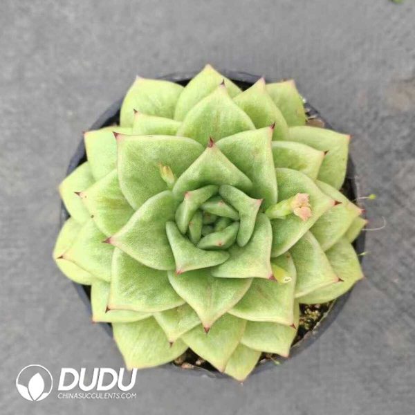 e201-547.jpg Echeveria green rose Variegated - Image 1