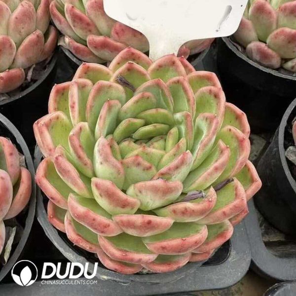 e201-548.jpg Echeveria Plectropomus leopardus - Image 1