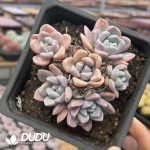Echeveria Imperial Concubine Pink Ice Jade Clustering