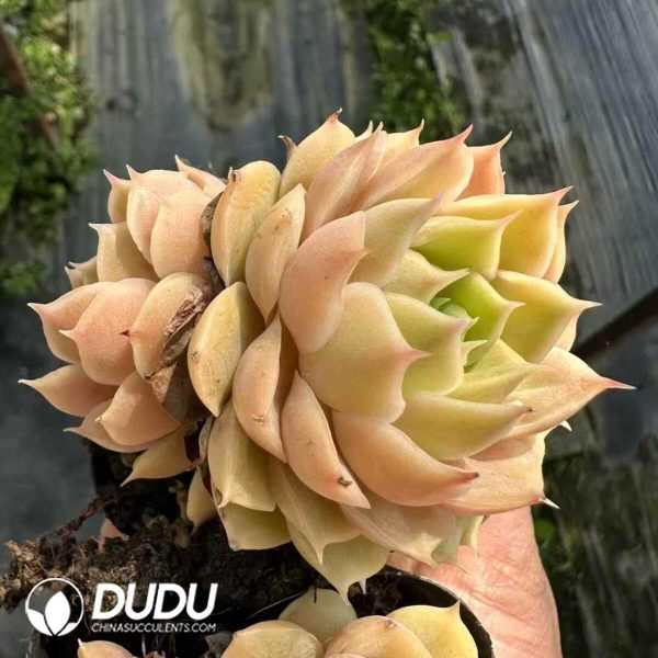 Echeveria Onslow Double Heads - Image 1