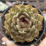 Echeveria Phoenix Orange