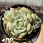 Echeveria Vanilla Bubbles