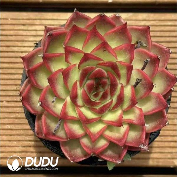 e201-552.jpg Echeveria Dongyunshao - Image 1