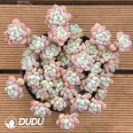 Sedum Cherry Blossom Rolly Clustering