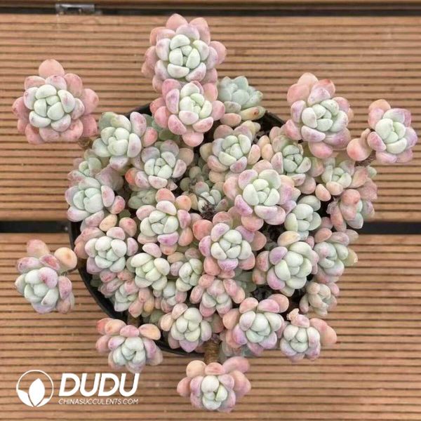 Sedum Cherry Blossom Rolly Clustering - Image 1