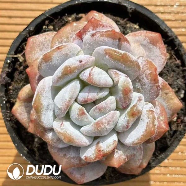 e201-555.jpg Echeveria Orange Monroe - Image 1