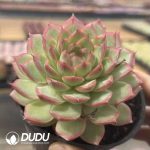 Echeveria Starry Night